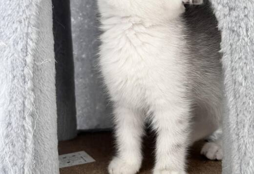 Scottish Kittens Scottish Kittens