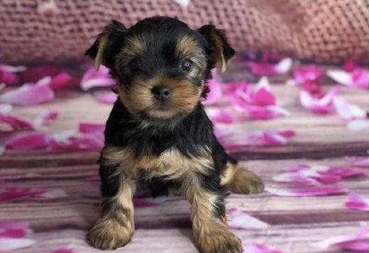 Teacup Yorkie Puppies READY Teacup Yorkie Puppies READY