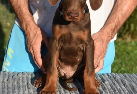 Doberman Doberman