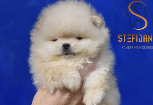 Pomeranian Spitz puppies Pomeranian Spitz puppies