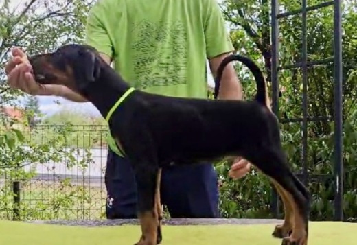 Doberman Puppies – Champion Bloodline Doberman Puppies – Champion Bloodline