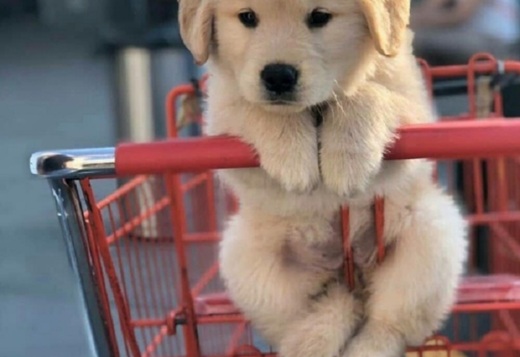 Two Cute  Golden retriever  Puppies with all their... Two Cute  Golden retriever  Puppies with all their papers 470-673-7509