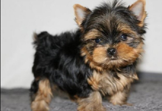 Two Teacup Puppies In Need Of A Loving Family Two Teacup Puppies In Need Of A Loving Family