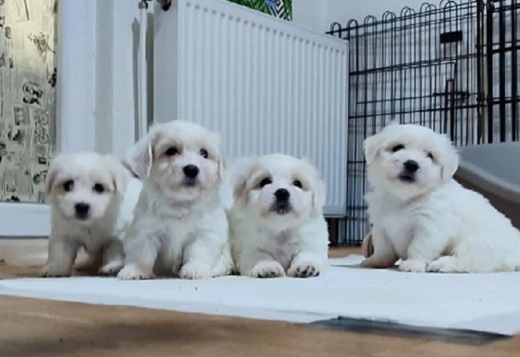 Coton de Tulear Coton de Tulear