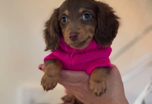 Adorable Dachshund Puppies for sale. Business What... Adorable Dachshund Puppies for sale. Business Whatsapp :+447392009828