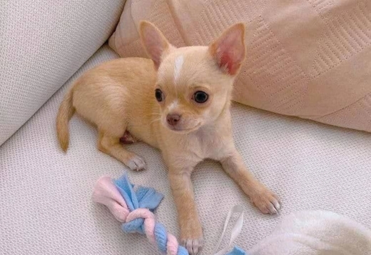 Adorable Chihuahua Puppies for saale. Business Wha... Adorable Chihuahua Puppies for saale. Business Whatsapp :+447392009828