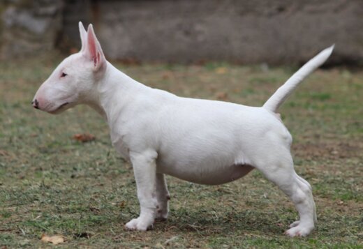 Miniature Bull Terrier Miniature Bull Terrier
