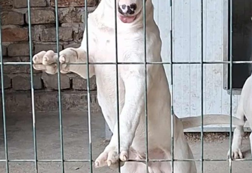 Standard Bull Terrier Puppies Standard Bull Terrier Puppies