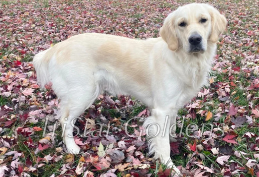 AKC Golden Retriever Puppies: Registered, Well-Bre... AKC Golden Retriever Puppies: Registered, Well-Bred, and Ready