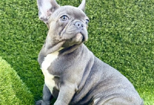 French Bulldog French Bulldog