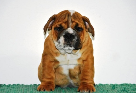 English Bulldog English Bulldog