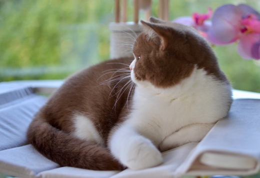 British shorthair cat British shorthair cat