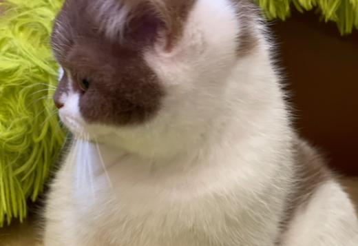 British Shorthair cat British Shorthair cat
