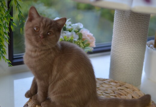 British Shorthair cat British Shorthair cat