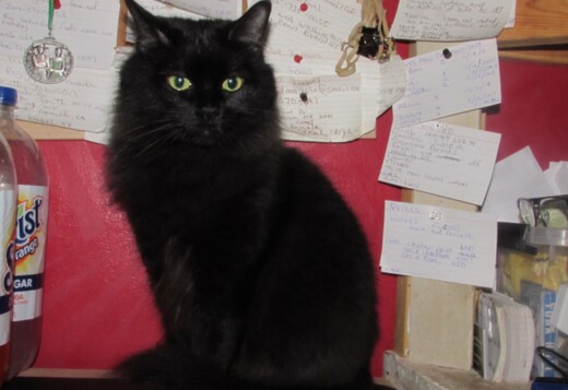 ragdoll kittens for sale ragdoll kittens for sale