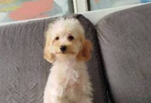 Miniature poodle puppies Miniature poodle puppies
