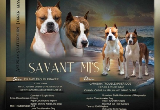 American Staffordshire Terrier, top quality puppie... American Staffordshire Terrier, top quality puppies