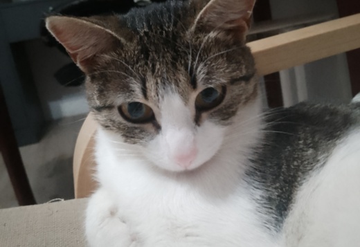 A cute kitty from Russia A cute kitty from Russia