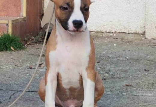American Staffordshire Terrier puppies American Staffordshire Terrier puppies