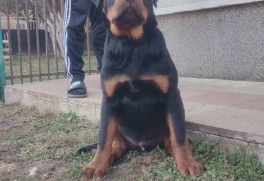 Rottweiler, top puppies Rottweiler, top puppies