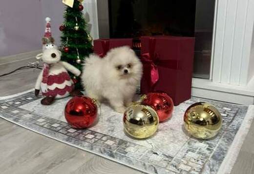 Pomeranian, top quality puppies Pomeranian puppies. Twenty years of ex