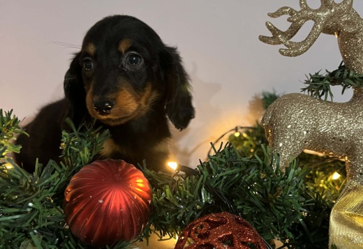 Mini long-haired dachshunds, puppies