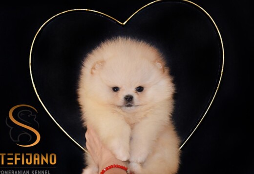 Pomeranian Spitz puppies
