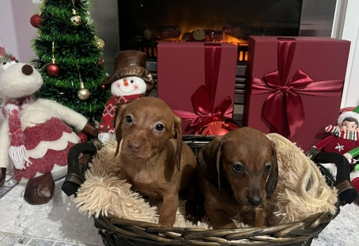 Mini Shorthair Dachshunds, Puppies