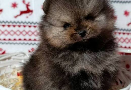 Pomeranian Spitz, female puppies