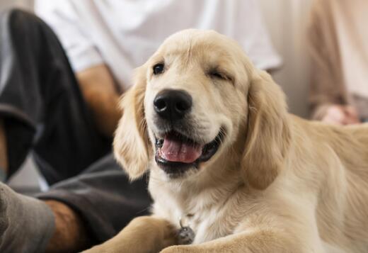 Cream Golden Retriever Puppies: Gentle, Elegant, and Perfect Family Co