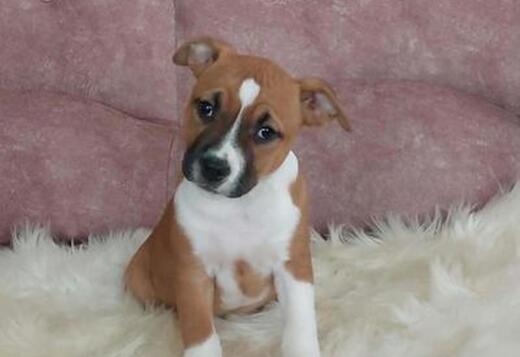 American Staffordshire Terrier Welpen