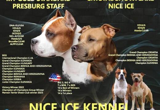 American Staffordshire terrier