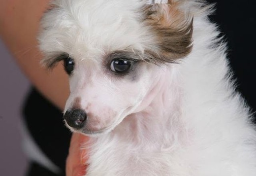 Chinese Crested Puppies