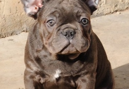 French bulldog, exotic puppies