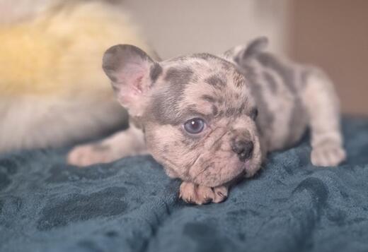 French bulldog puppies - Merle and Choco