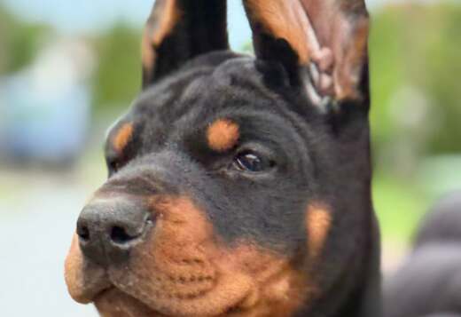 Doberman puppies, black and brown