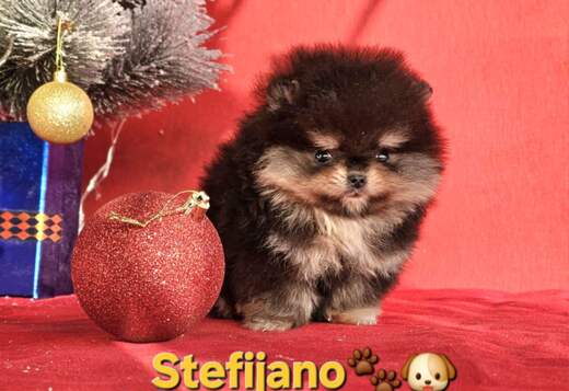 Pomeranian Boo – CHOCOLATE & TAN Puppies | NEW