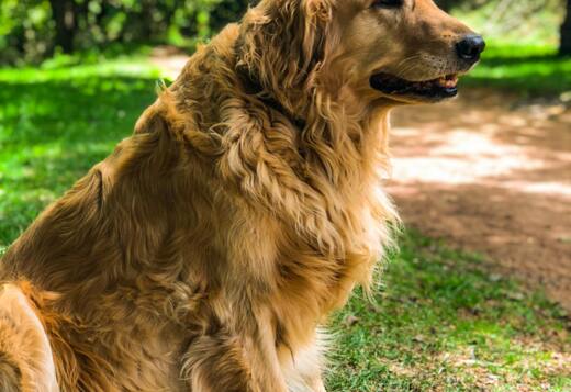 Golden Retriever Puppies Near Nashville : Healthy, Friendly Puppies