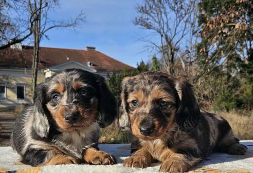 Long haired dachshund