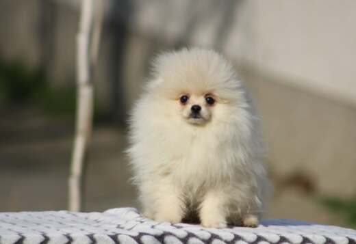 Pomeranian Boo puppies