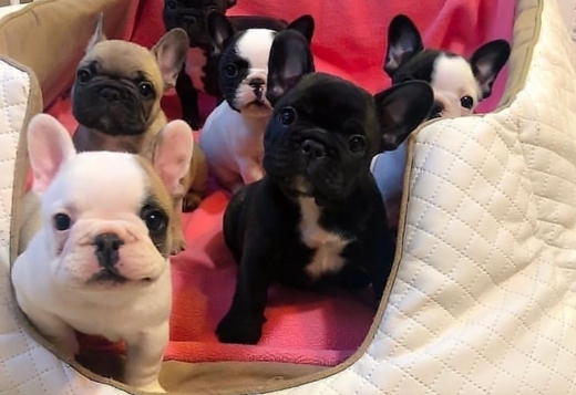 Healthy French bulldog puppies for sale
