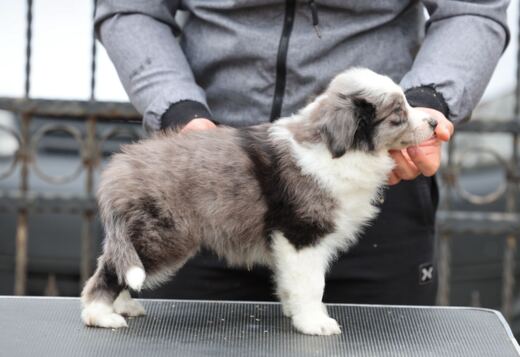 Border Collie puppies