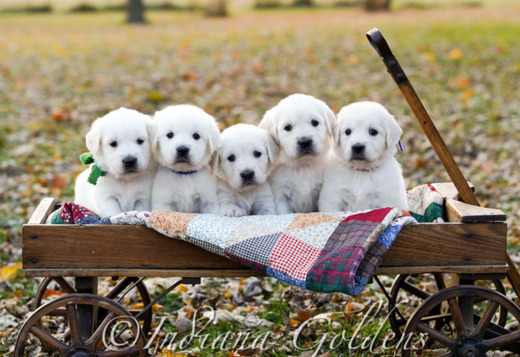 English Golden Retriever Indiana: Healthy, Family-Raised Companions