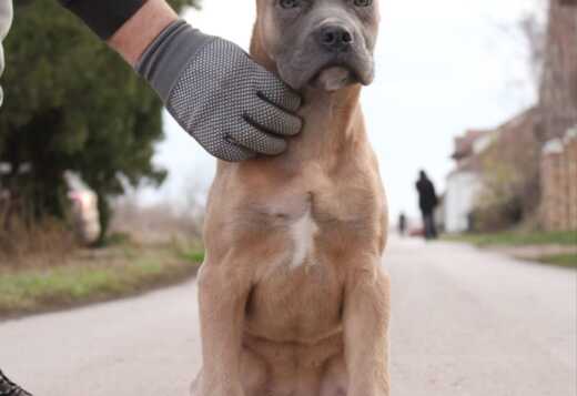 Cane Corso puppies for sale