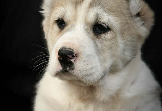 Central Asian Shepherd Dog – Top Quality Puppies