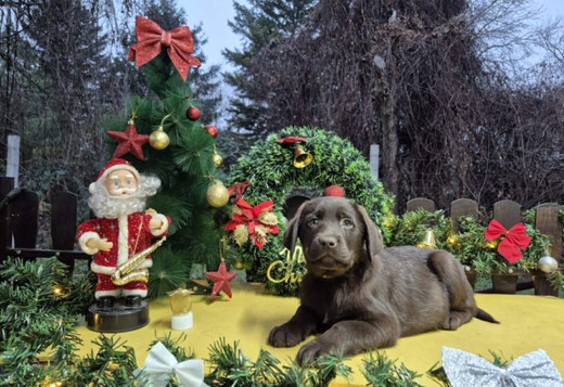 Chocolate Labrador Retriever Puppies