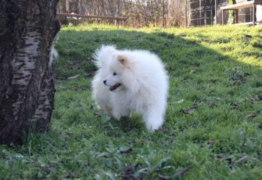 Samoyed puppy