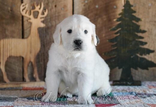 English Retriever Indiana: Well-Bred Puppies Raised for Health