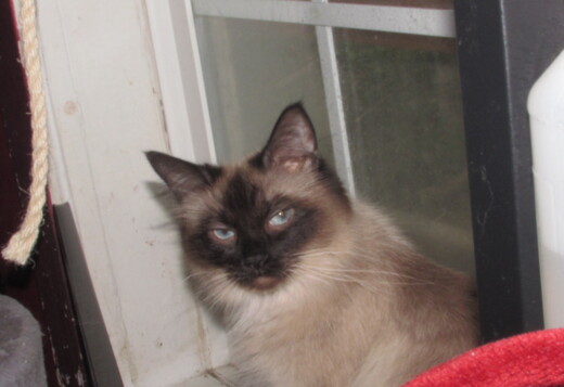 ragdoll kittens for sale