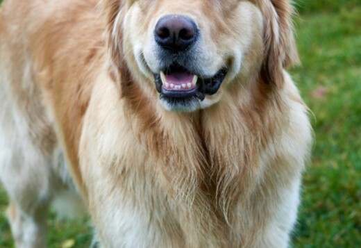 AKC Golden Retriever Puppies : Healthy, Family-Raised Retriever Puppie